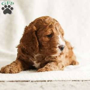 Duke, Cockapoo Puppy
